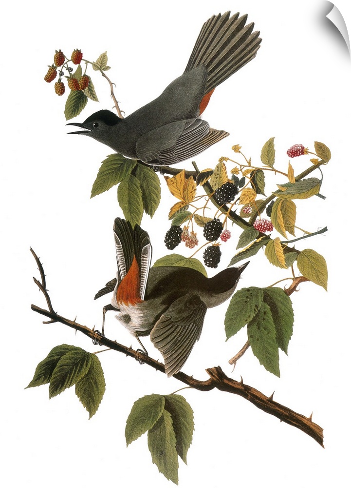Gray Catbird (Dumetella carolinensis), after John James Audubon for his 'Birds of America,' 1827-1838.