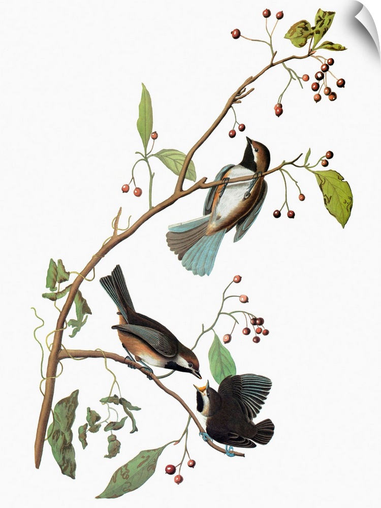 Boreal chickadee (Parus hudsonicus), from John James Audubon's 'The Birds of America,' 1827-1838.