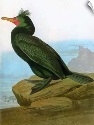 Audubon: Cormorant