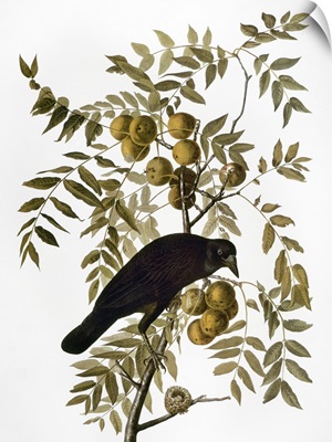 Audubon: Crow