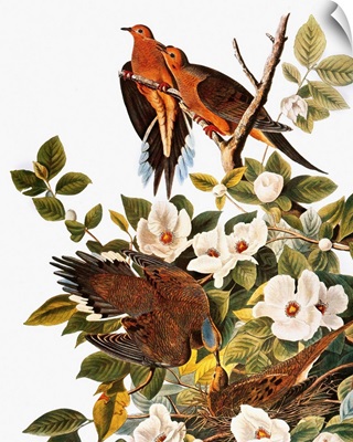 Audubon: Dove