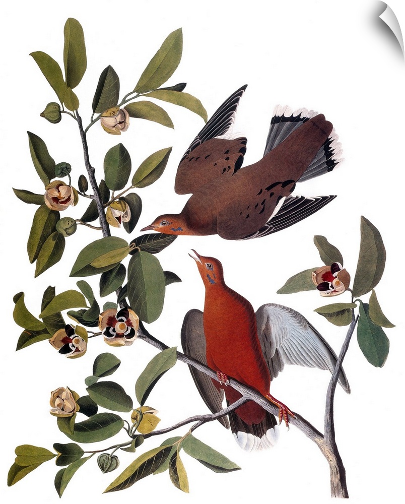 Zenaida Dove (Zenaida aurita), after John James Audubon for his 'Birds of America,' 1827-38.