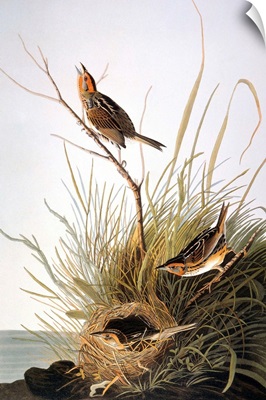 Audubon: Finch