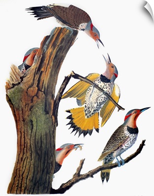 Audubon: Flicker