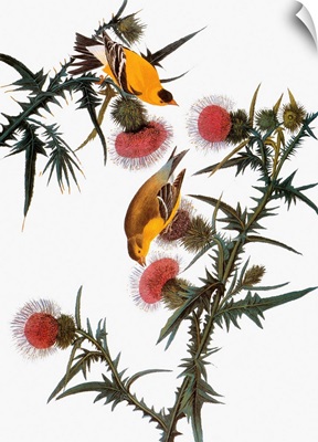 Audubon: Goldfinch