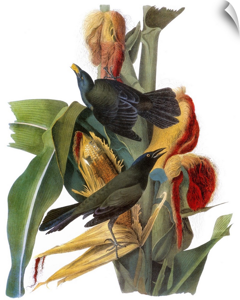 Common, or Purple, Grackle (Quiscalus quiscula), from John James Audubon's 'The Birds of America,' 1827-1838.