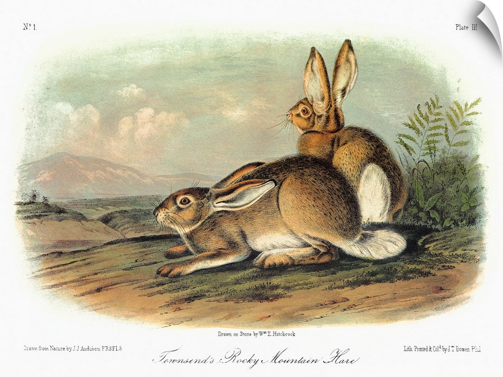 Townsend's Rocky Mountain hare, or white-tailed jackrabbit (Lepus townsendii). Lithograph, c1849, after a painting by John...