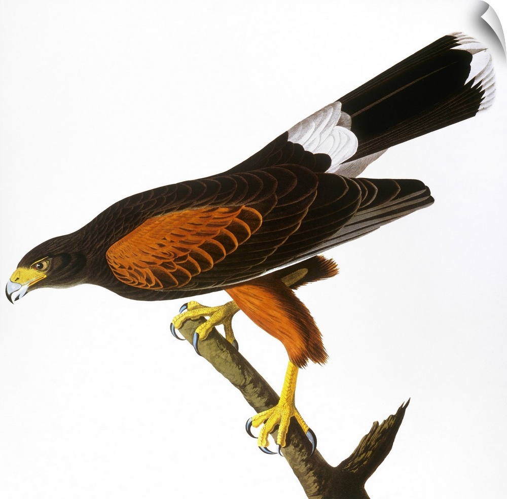 Harris', or Louisiana, Hawk (Parabuteo unicinctus). Colored engraving from John James Audubon's 'The Birds of America,' 18...