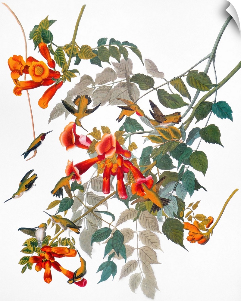 Ruby-throated Hummingbird (Archilocus colubris), from John James Audubon's 'The Birds of America,' 1827-1838.