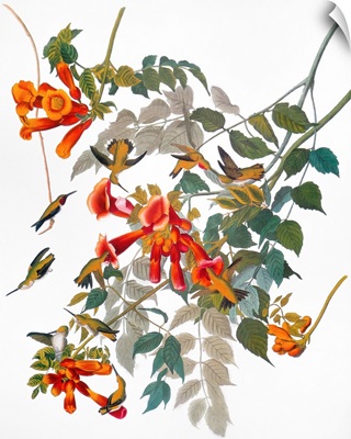 Audubon: Hummingbird
