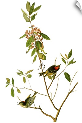 Audubon: Kinglet