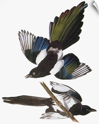 Audubon: Magpie