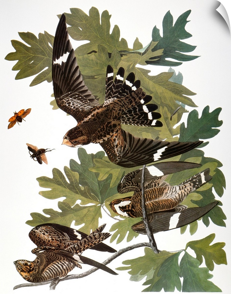 Common Nighthawk (Chordeiles minor), from John James Audubon's 'Birds of America,' 1827-1838.