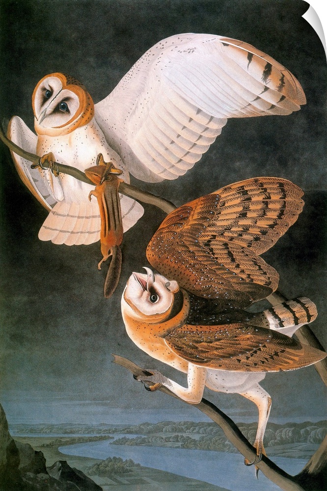 Barn owl (Tyto alba), from John James Audubon's 'The Birds of America,' 1827-1838.