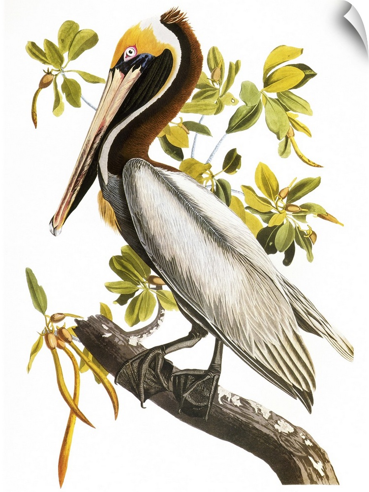 Brown Pelican (Pelecanus occidentalis), from John James Audubon's 'Birds of America,' 1827-1838.