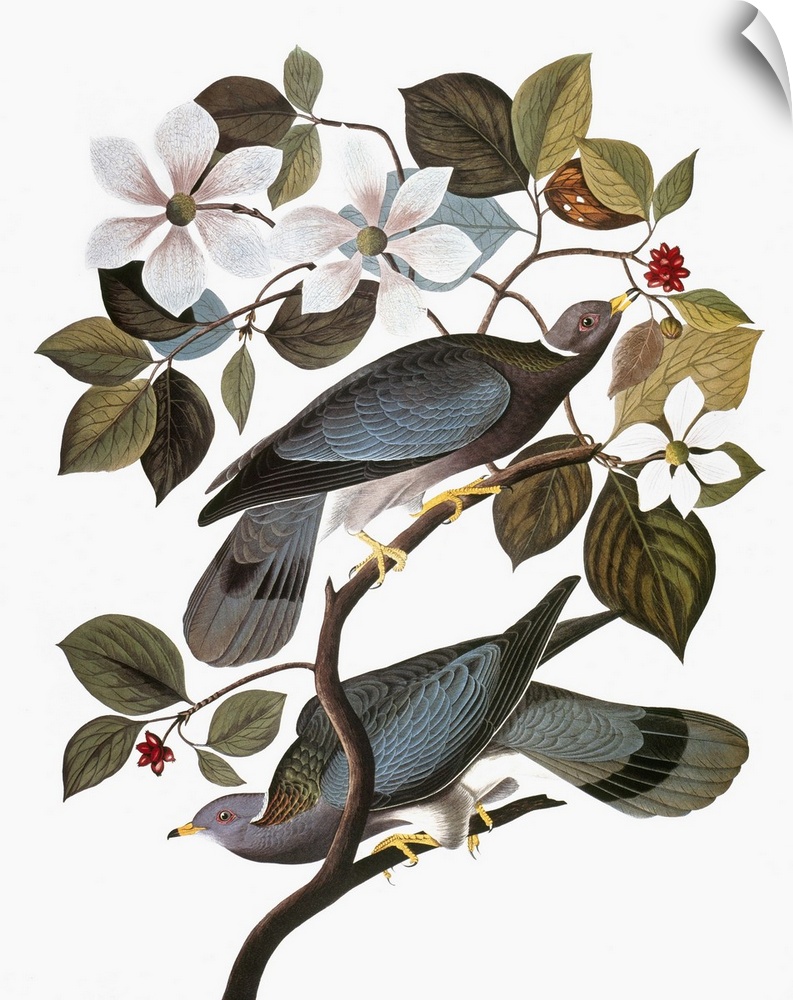 Band-tailed Pigeon (Patagioenas fasciata, formerly Columba fasciata), from John James Audubon's 'The Birds of America,' 18...