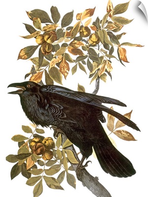 Audubon: Raven