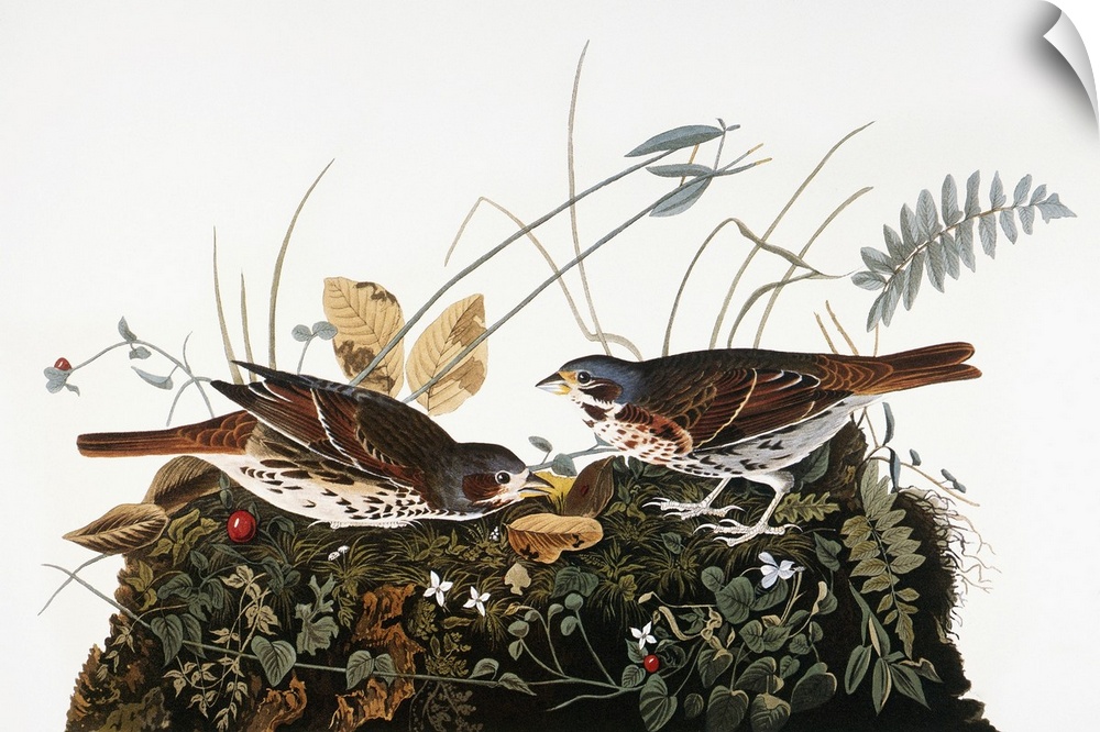 Fox Sparrow (Passerella iliaca), from John James Audubon's 'The Birds of America,' 1827-1838.