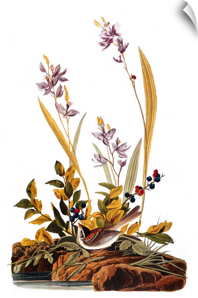Field Sparrow (Spizella pusilla), after John James Audubon for his 'Birds of America,' 1827-38.
