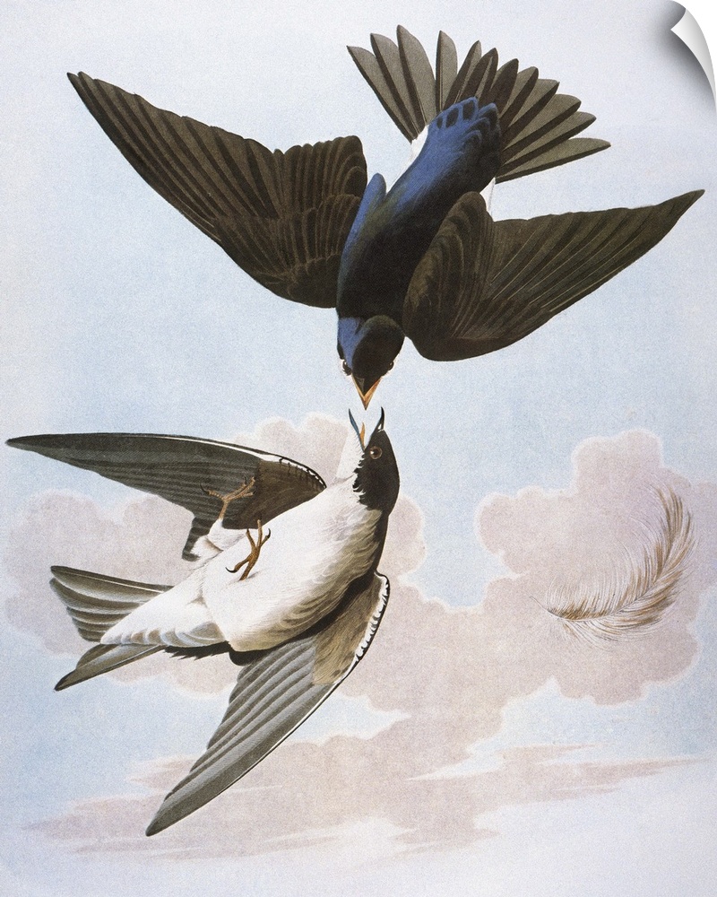 Tree, or White-bellied, Swallow (Tachycineta bicolor), after John James Audubon for his 'Birds of America,' 1827-38.