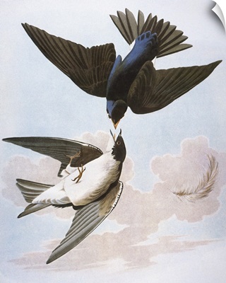Audubon: Swallow