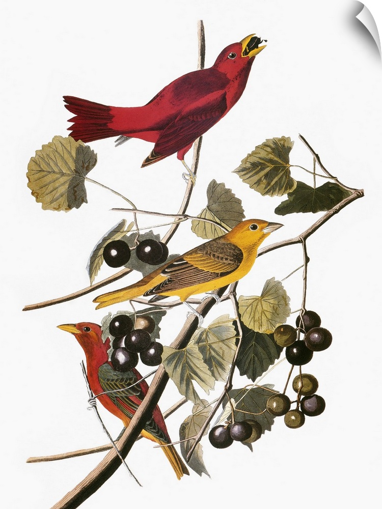 Summer tanager (Piranga rubra), from John James Audubon's 'The Birds of America,' 1827-1838.