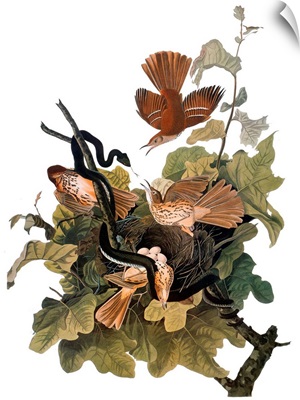 Audubon: Thrasher