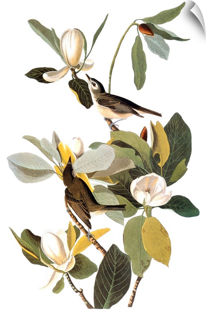 Warbling Vireo (Vireo gilvus), from John James Audubon's 'Birds of America,' 1827-1838.