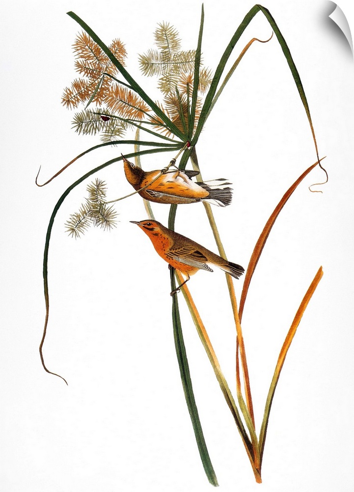 Prairie Warbler (Dendroica discolor), after John James Audubon for his 'Birds of America,' 1827-38.