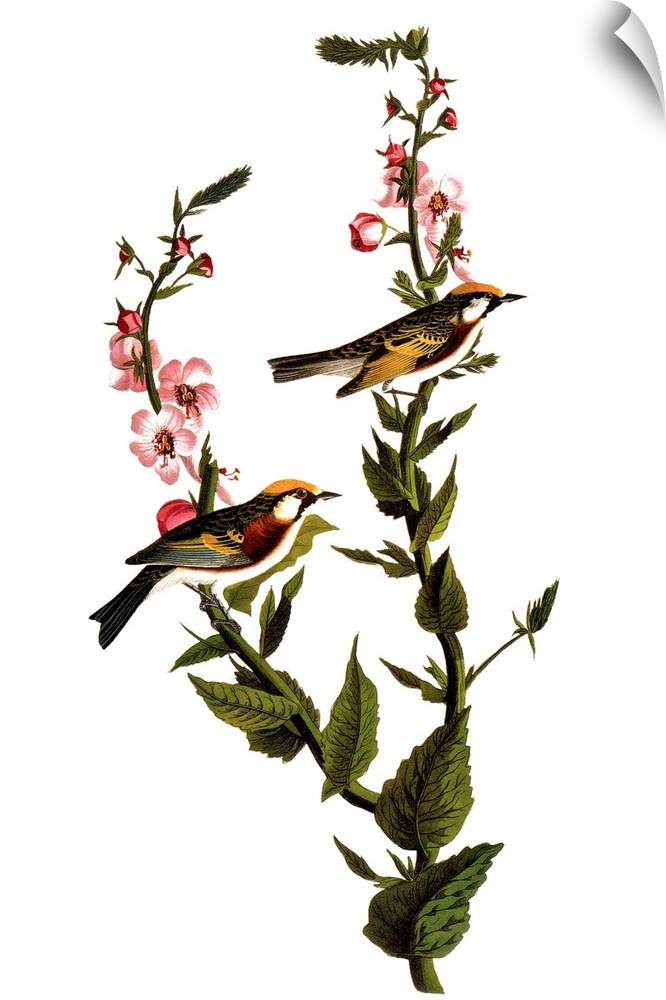 Chestnut-sided warbler (Dendroica pensylvanica), after John James Audubon for his 'Birds of America,' 1827-38.