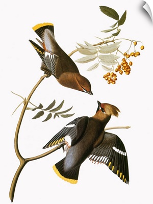 Audubon: Waxwing