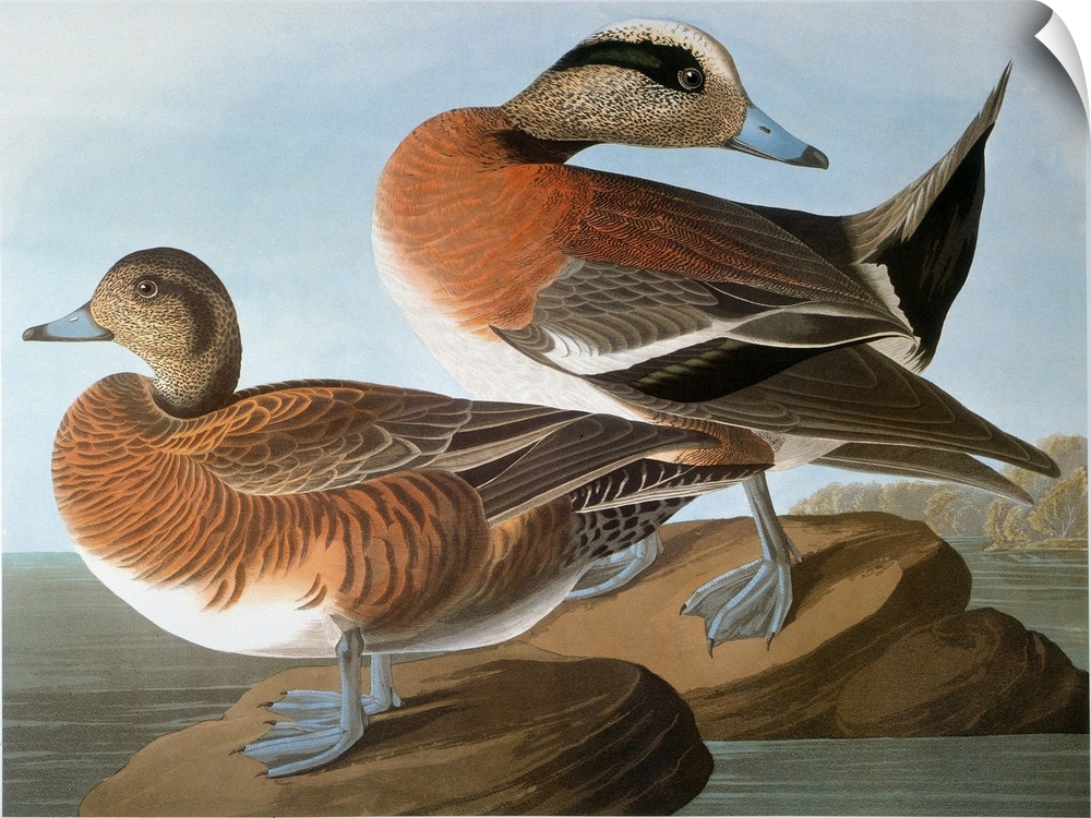 American wigeon (Anas americana), after John James Audubon for his 'Birds of America,' 1827-1838.