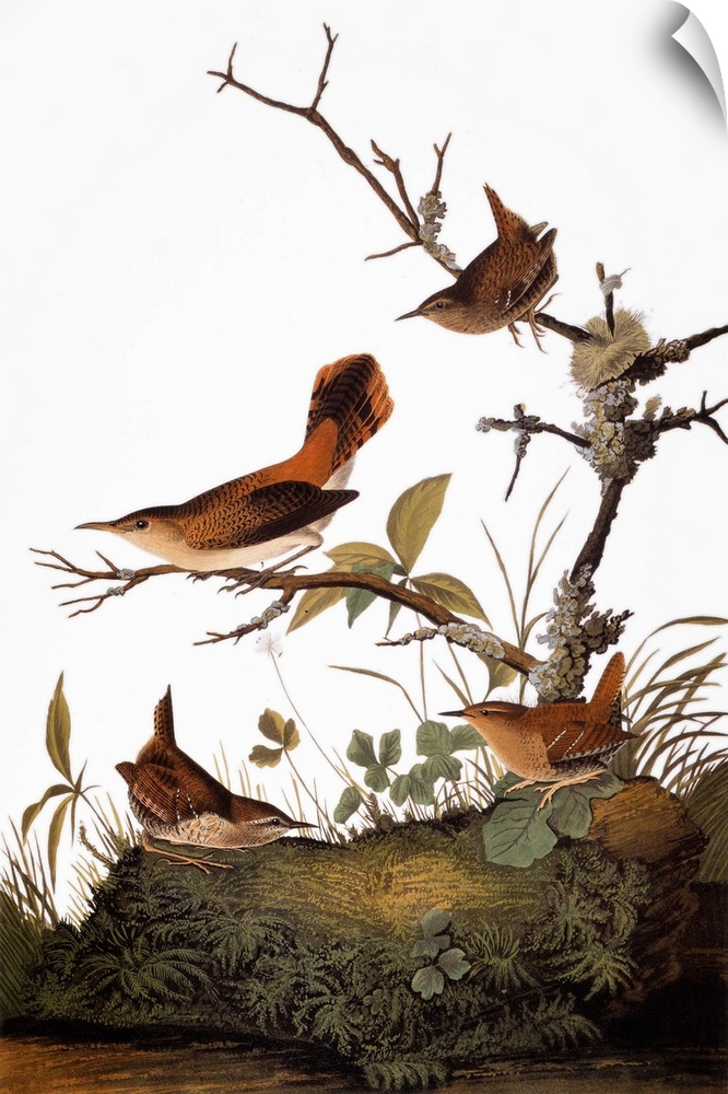 Winter Wren (Troglodytes troglodytes) and Rock Wren (Salpinctes obsoletus), from John James Audubon's 'Birds of America,' ...