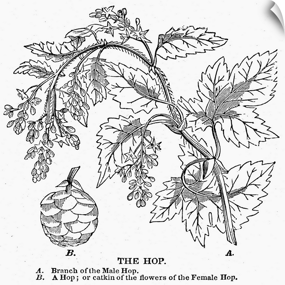 Beer, the Hop Plant, 1836. (Humulus Lupulus). A Branch Of the Male Hop Plant. B. A Hop Or Catkin Of the Flowers Of the Fem...
