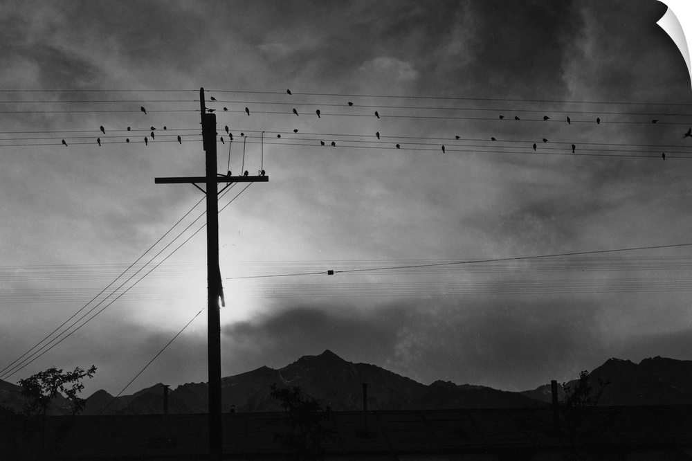 Birds on a telephone wire at the Manzanar Relocation Center in California. Photograph by Ansel Adams, 1943.