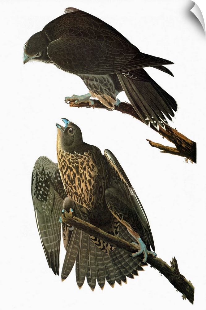 Black, or Labrador, Gyrfalcon (Falco rusticolus). Engraving after John James Audubon for his 'Birds of America,' 1827-38.