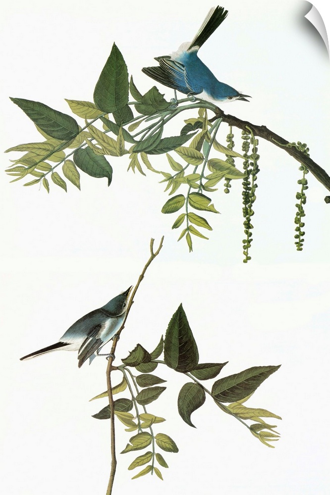 Blue-gray Gnatcatcher (Polioptila caerulea). Engraving after John James Audubon for his 'Birds of America,' 1827-38.