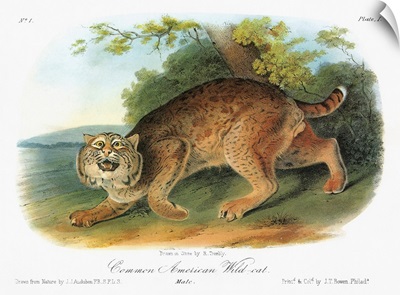 Bobcat, or bay lynx