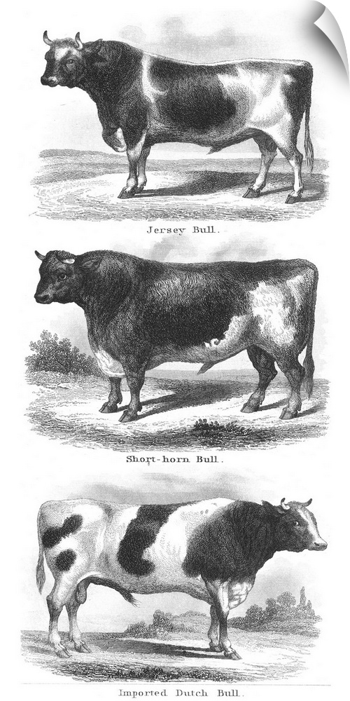 Breeds Of Bulls. Jersey Bull; Short-Horn Bull; Imported Dutch Bull. Wood Engraving, American, Mid-19th Century.