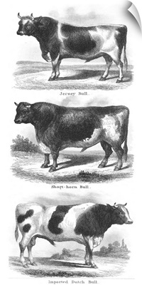 Breeds Of Bulls