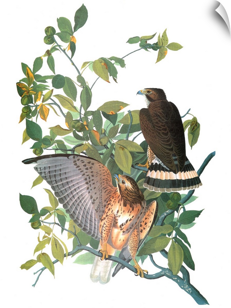 Broad-winged Hawk (Buteo platypterus). Engraving after John James Audubon for his 'Birds of America,' 1827-38.