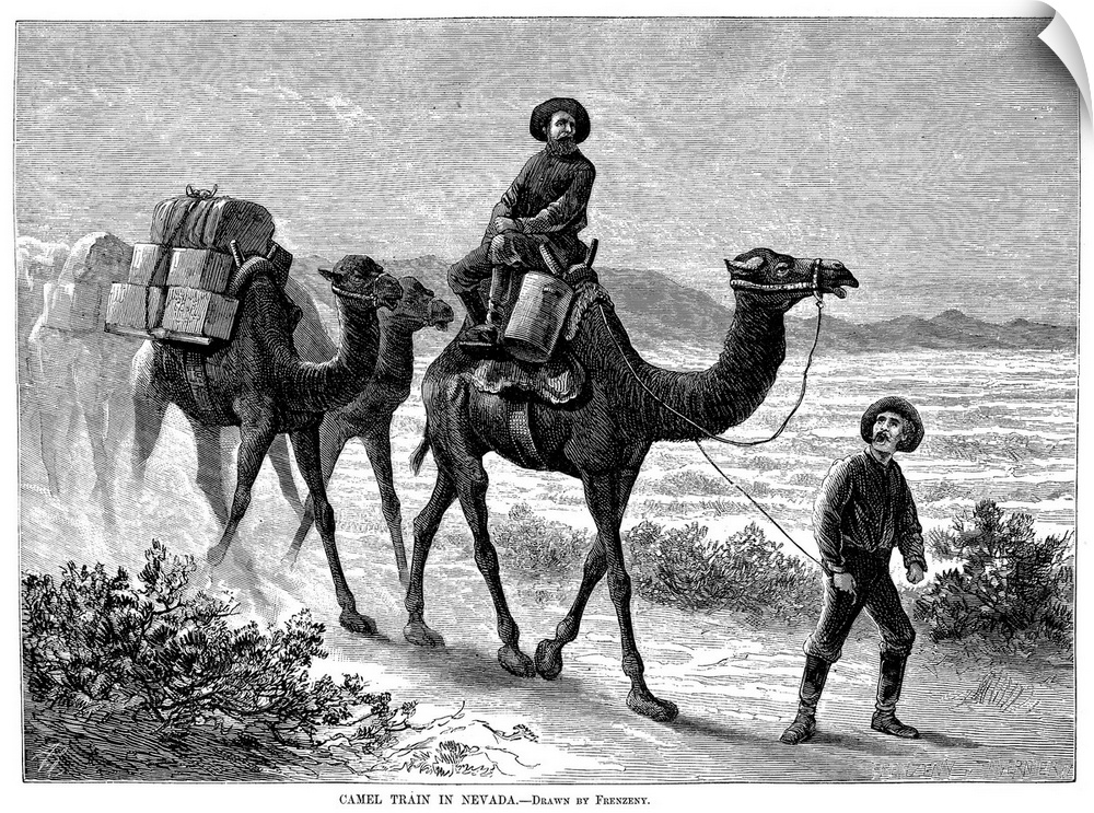 Camel Caravan, 1877. Descendants Of the Surviving Pair Of Camels Of the Original 'Camel Express' Of 1857 In Service In Nev...