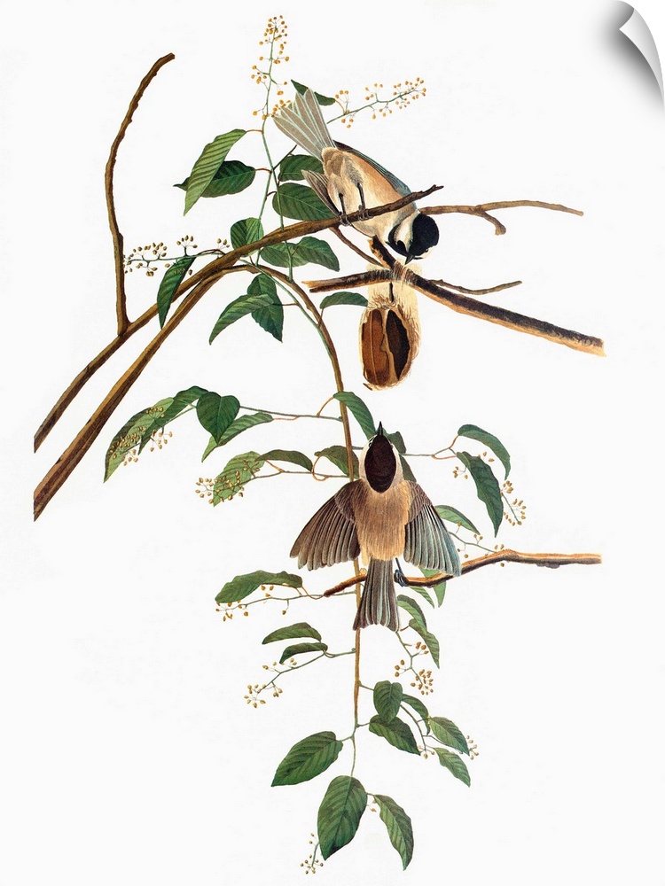 Carolina Chickadee (Parus carolinensis). Engraving after John James Audubon for his 'Birds of America,' 1827-38.