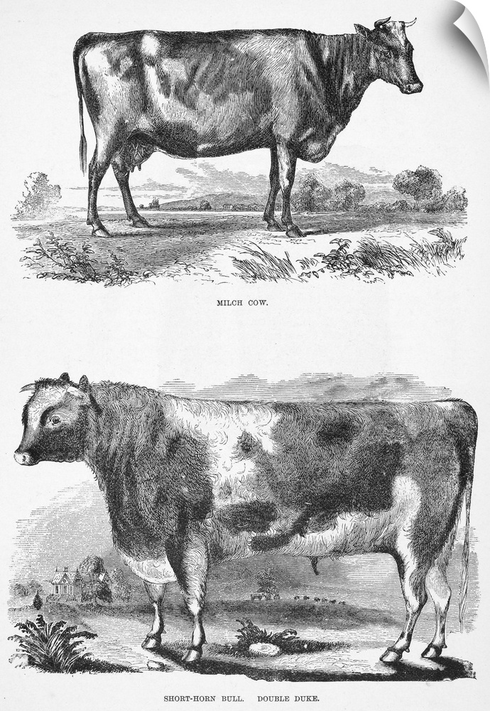 Cattle, 19th Century. Milch Cow (Top); Short-Horn Bull, Double Duke (Bottom). Wood Engravings, 19th Century.