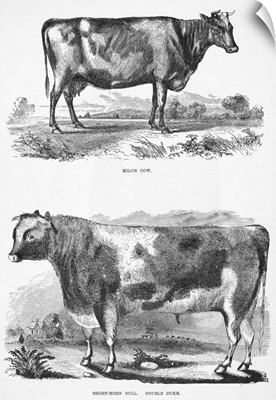 Cattle, 19th Century
