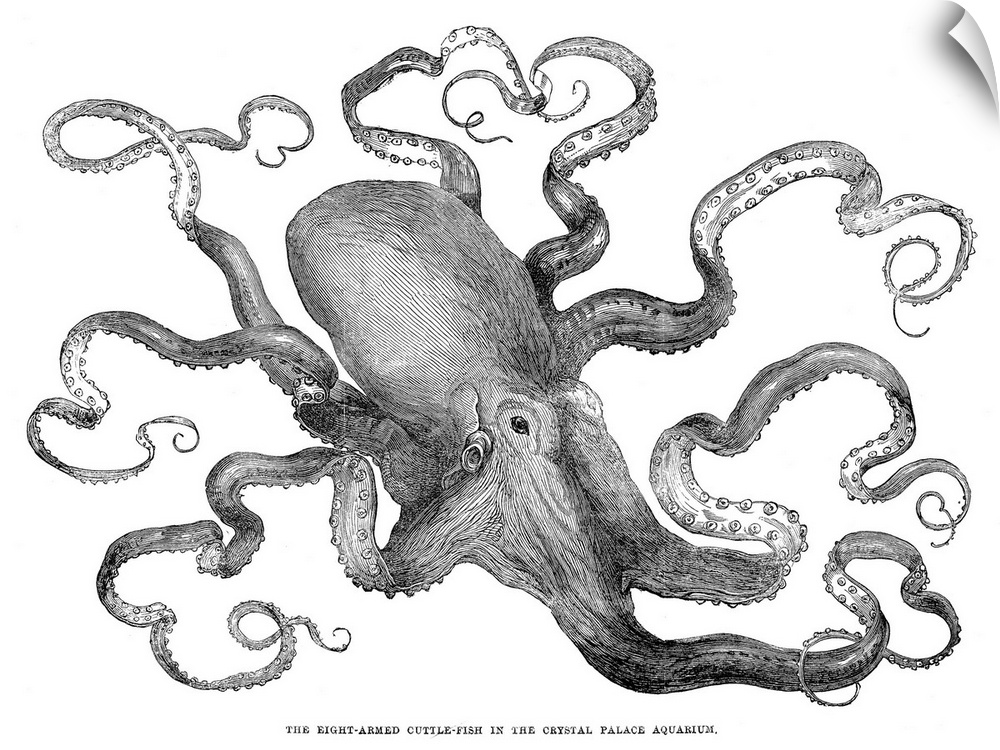Octopus. Common European Octopus (Octopus Vulgaris) From the Crystal Palace Aquarium, London. Wood Engraving, English, 1871.