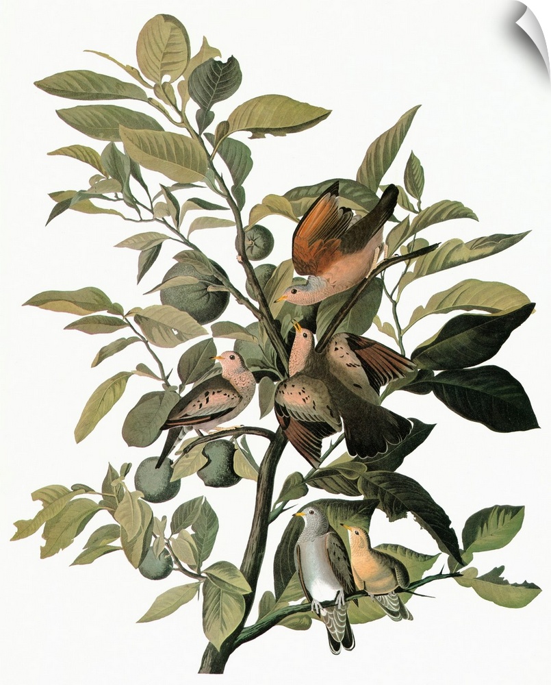 Common Ground Dove (Columbina passerina). Engraving after John James Audubon for his 'Birds of America,' 1827-38.