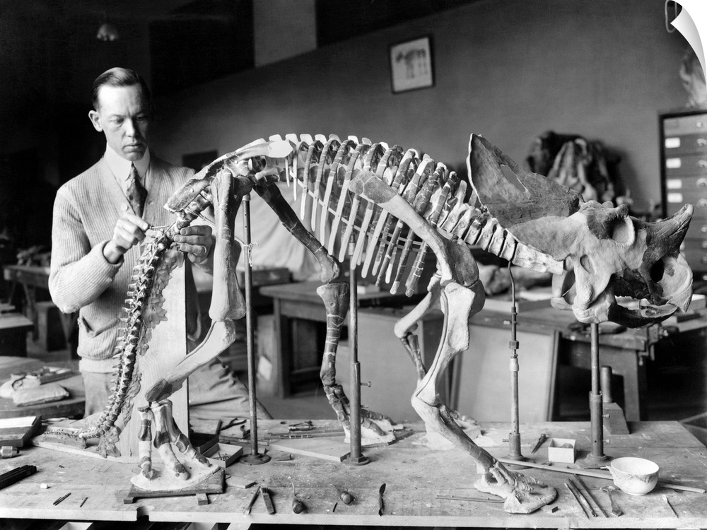 Dinosaur Skeleton, 1921. Paleontologist Norman Ross Preparing the Skeleton Of A Baby Dinosaur For Exhibition At the Smiths...