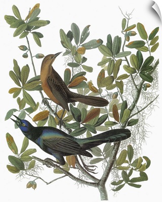 Female and male Boat-tailed Grackle