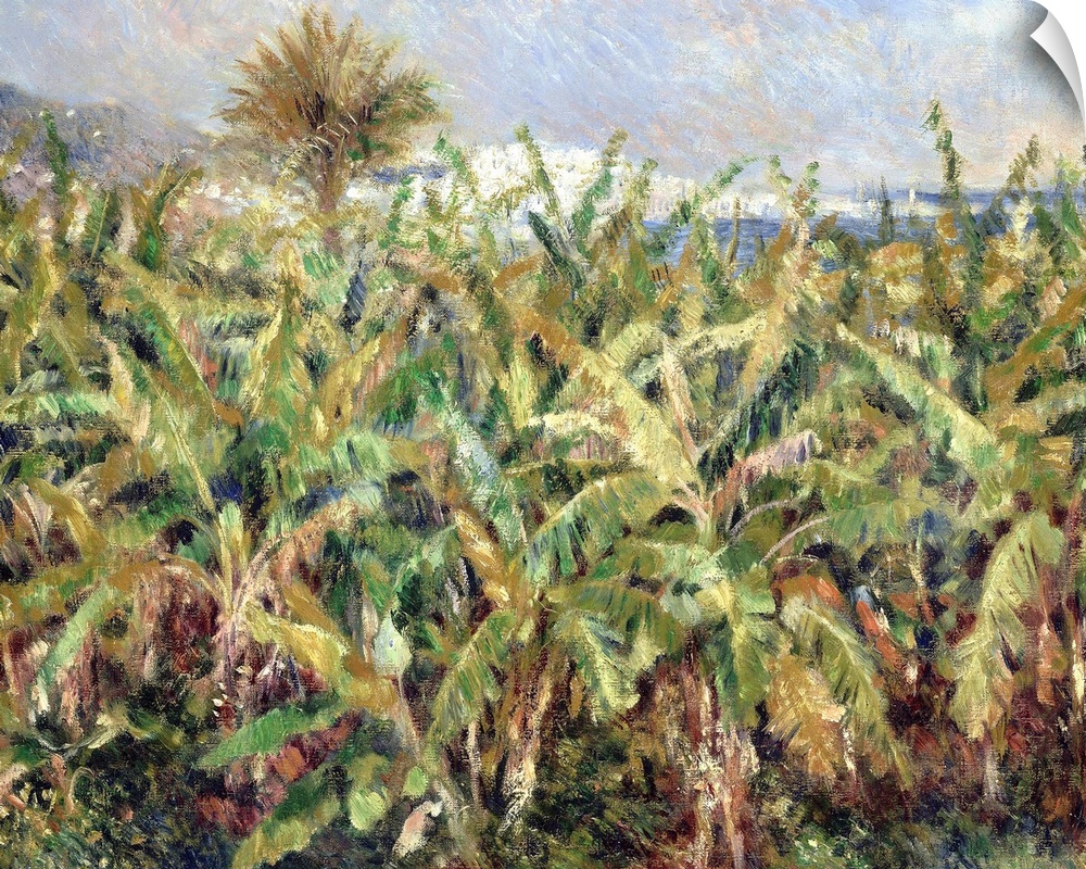 Renior, Banana Trees, 1881. 'Field Of Banana Trees.' Oil On Canvas, Pierre-Auguste Renoir, 1881.